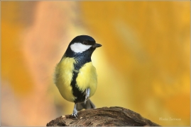 <p>SÝKORA KOŇADRA (Parus major) ------- /Great tit - Kohlmeise/</p>